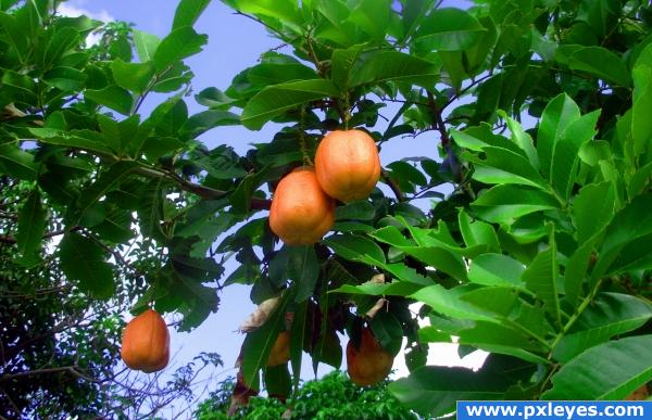 Jamaican Fruit